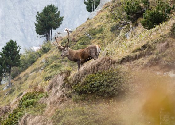 Ein Hirsch steht in einer Bergflanke.